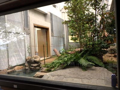 茶臼山動物園「オランウータンの森」　①内覧会が行われました