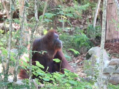 茶臼山動物園 オランウータンの森 新居へお引越 川中島建設株式会社川中島建設株式会社 長野県 土壌汚染対策 処理 法面工事 Dkボンド工法 土木工事 茶臼山動物園 オランウータンの森 新居へお引越 川中島建設株式会社川中島建設株式会社 長野県 土壌汚染対策 処理 法面工事 Dkボンド工法 土木工事
