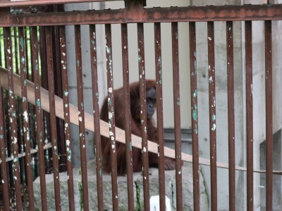 茶臼山動物園「オランウータンの森」　キッキの訃報を受けて