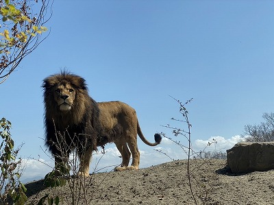 茶臼山動物園『ライオンの丘』オープン記念式典が行われました！
